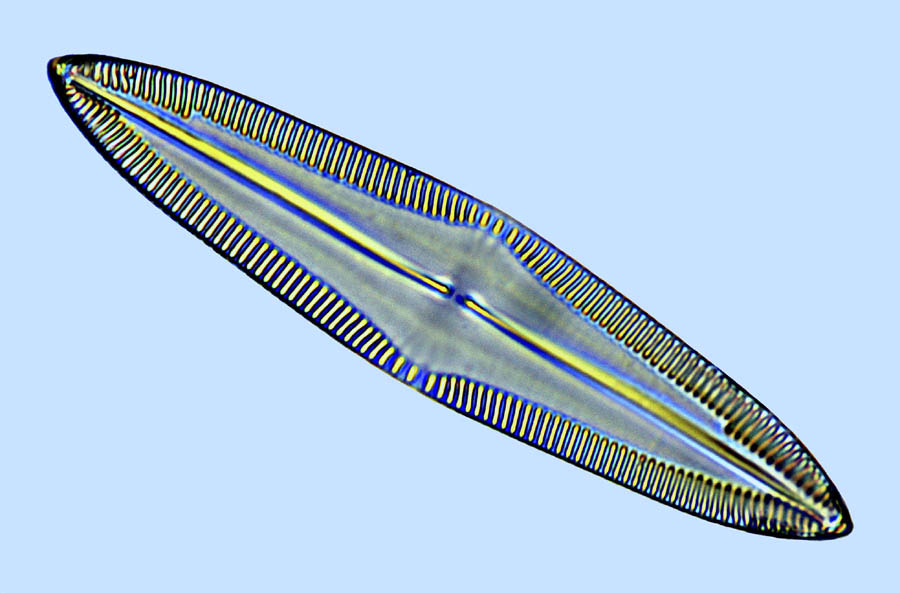 Navicula palpebralis
